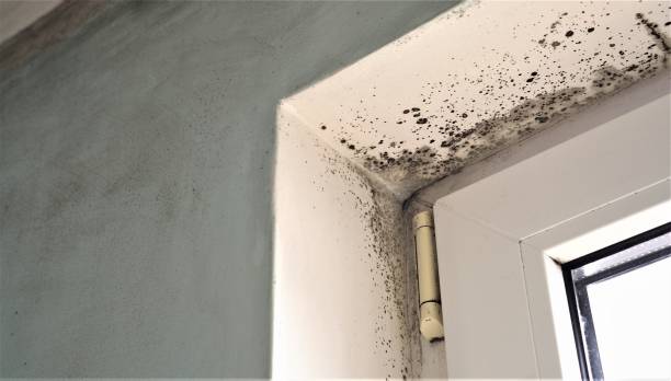 Best Real Estate Mold Inspection  in Mobile, AL