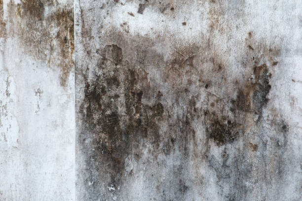 Best Mold Prevention Services  in Mobile, AL