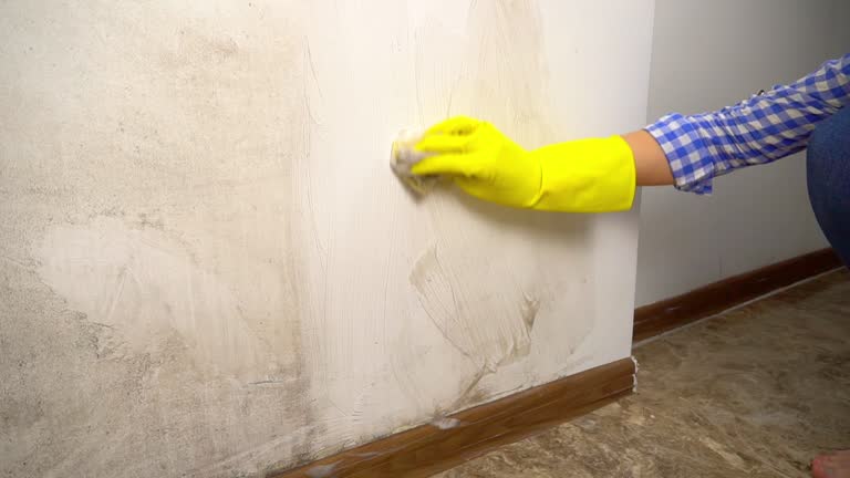 Best Black Mold Removal  in Mobile, AL