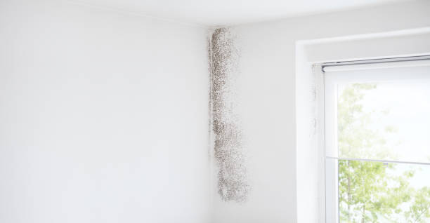 Best Commercial Mold Inspection  in Mobile, AL