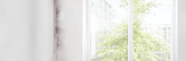 Best Emergency Mold Remediation  in Mobile, AL
