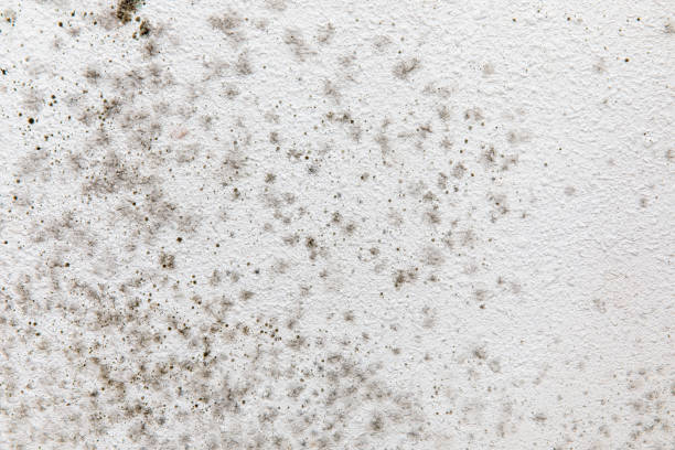Best Mold Documentation for Insurance Claims  in Mobile, AL
