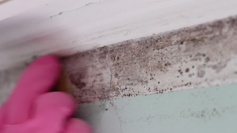 Best HVAC Mold Inspection and Cleaning  in Mobile, AL